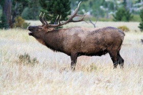 Bull Elk , Rocky Mountain NP , 2010